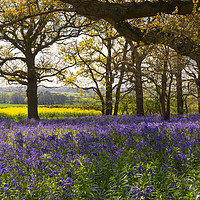 Buy canvas prints of Bluebells in Constable Country by Gary Eason