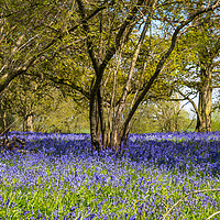 Buy canvas prints of Bluebell wood by Gary Eason