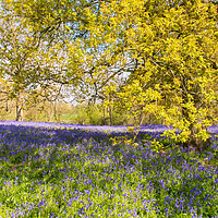 Buy canvas prints of Bluebell carpet under spring tree leaves by Gary Eason