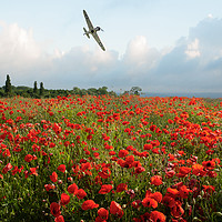 Buy canvas prints of Hurricane over poppy field by Gary Eason