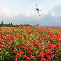 Buy canvas prints of Poppies and SIlver Spitfire by Gary Eason