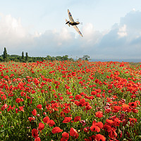 Buy canvas prints of Spitfire over poppy field by Gary Eason