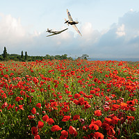 Buy canvas prints of Hurricane and Spitfire over poppy field by Gary Eason