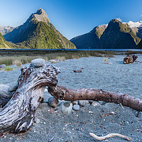 Buy canvas prints of Beached tree trunk Milford Sound by Gary Eason