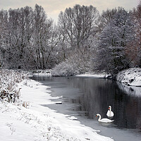 Buy canvas prints of Swans on the Colne in snow by Gary Eason