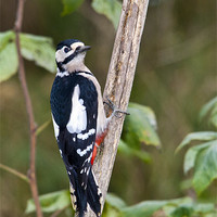 Buy canvas prints of Great Spotted Woodpecker by Derek Whitton