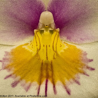 Buy canvas prints of Phalaenopsis Orchid by Derek Whitton