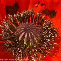 Buy canvas prints of Red Poppy Macro by Derek Whitton