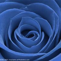 Buy canvas prints of Blue Rose by Derek Whitton