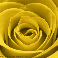 Buy canvas prints of Yellow Rose by Derek Whitton