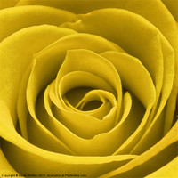Buy canvas prints of Yellow Rose by Derek Whitton