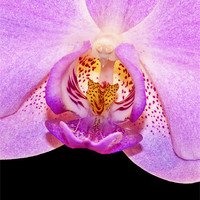Buy canvas prints of Orchid Flower by Derek Whitton