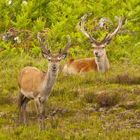 Buy canvas prints of  Red Deer Stags by Derek Whitton