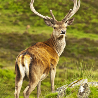 Buy canvas prints of  Red Deer Stag by Derek Whitton