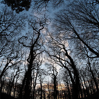 Buy canvas prints of Trees by Andy Stafford