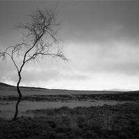 Buy canvas prints of Tree, Curbar Edge by Andy Stafford