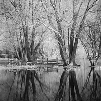 Buy canvas prints of Bare Trees Reflected In Flood Water by Andy Stafford