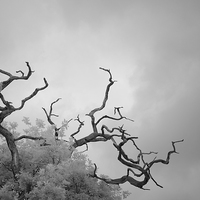 Buy canvas prints of Branches by Andy Stafford