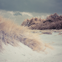 Buy canvas prints of  Sand Dunes and Pine Trees, Wells-next-the-Sea by Andy Stafford