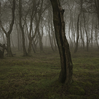 Buy canvas prints of  Birch trees in late afternoon mist, Stanton Moor by Andy Stafford