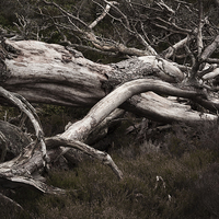Buy canvas prints of  Fallen Trees by Andy Stafford