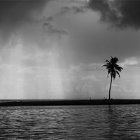 Buy canvas prints of palm alone by Hassan Najmy