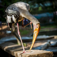 Buy canvas prints of Painted Stork  by Hassan Najmy