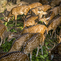 Buy canvas prints of  Deers by Hassan Najmy