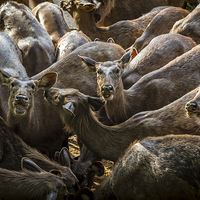 Buy canvas prints of  Hungry Goats by Hassan Najmy