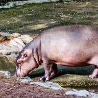 Buy canvas prints of  Hippo by Hassan Najmy