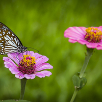 Buy canvas prints of Butterfly on the red flower by Hassan Najmy
