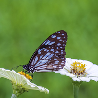 Buy canvas prints of Brown Butterfly on the Yellow Flower by Hassan Najmy