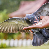 Buy canvas prints of Pigeon eating by Hassan Najmy