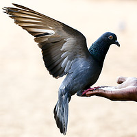 Buy canvas prints of Pigeon sits on the hand by Hassan Najmy