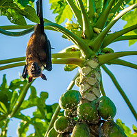 Buy canvas prints of The bat leaves papaya tree and fly away by Hassan Najmy