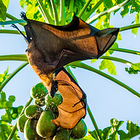 Buy canvas prints of How the bat flies by Hassan Najmy
