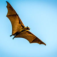 Buy canvas prints of The bat by Hassan Najmy