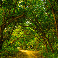 Buy canvas prints of A narrow lane among the trees by Hassan Najmy