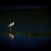 Buy canvas prints of The Waiting Heron by Hassan Najmy