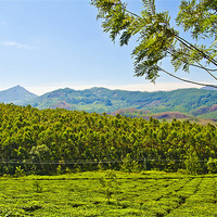 Buy canvas prints of Green Tea Field by Hassan Najmy