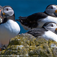 Buy canvas prints of Isle of May Puffins by Ian Pettigrew