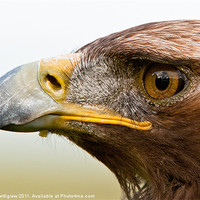 Buy canvas prints of Jack the male Golden Eagle by Ian Pettigrew
