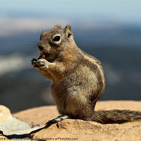 Buy canvas prints of Ground squirrel from Utah. by Nataliya Dubrovskaya