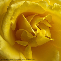 Buy canvas prints of Yellow Rose by Nataliya Dubrovskaya