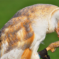Buy canvas prints of Barn owl eating by michelle rook