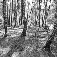 Buy canvas prints of New forest trees and shadows by michelle rook