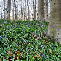 Buy canvas prints of Bluebell walk by michelle rook