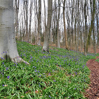 Buy canvas prints of Bluebell woods by michelle rook