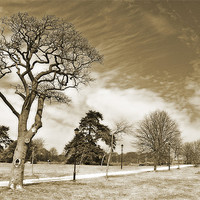 Buy canvas prints of Gnarled tree and old chapel by michelle rook