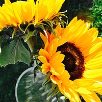 Buy canvas prints of Sunflowers by michelle rook